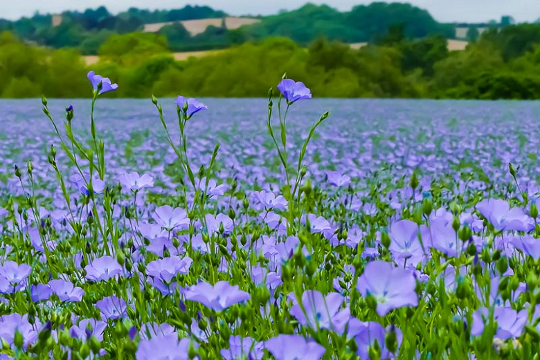 Flax plant 2